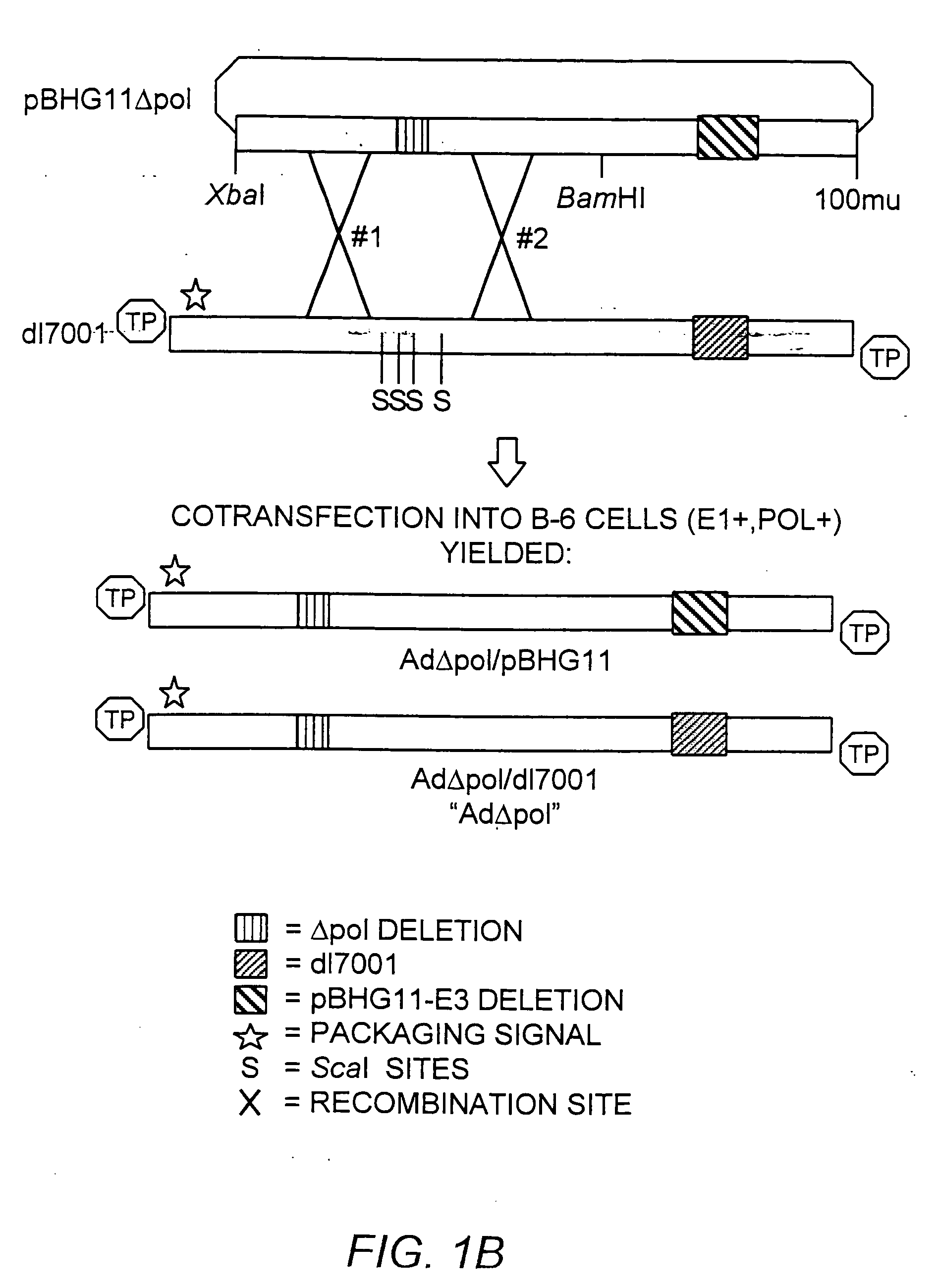 Deleted adenovirus vectors and methods of making and administering the same