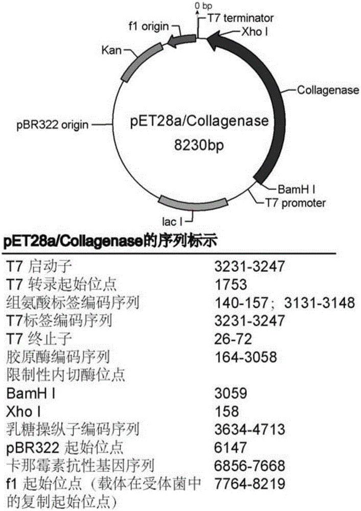 DNA molecule for expressing collagenase in Escherichia coli and method and application of recombinant collagenase