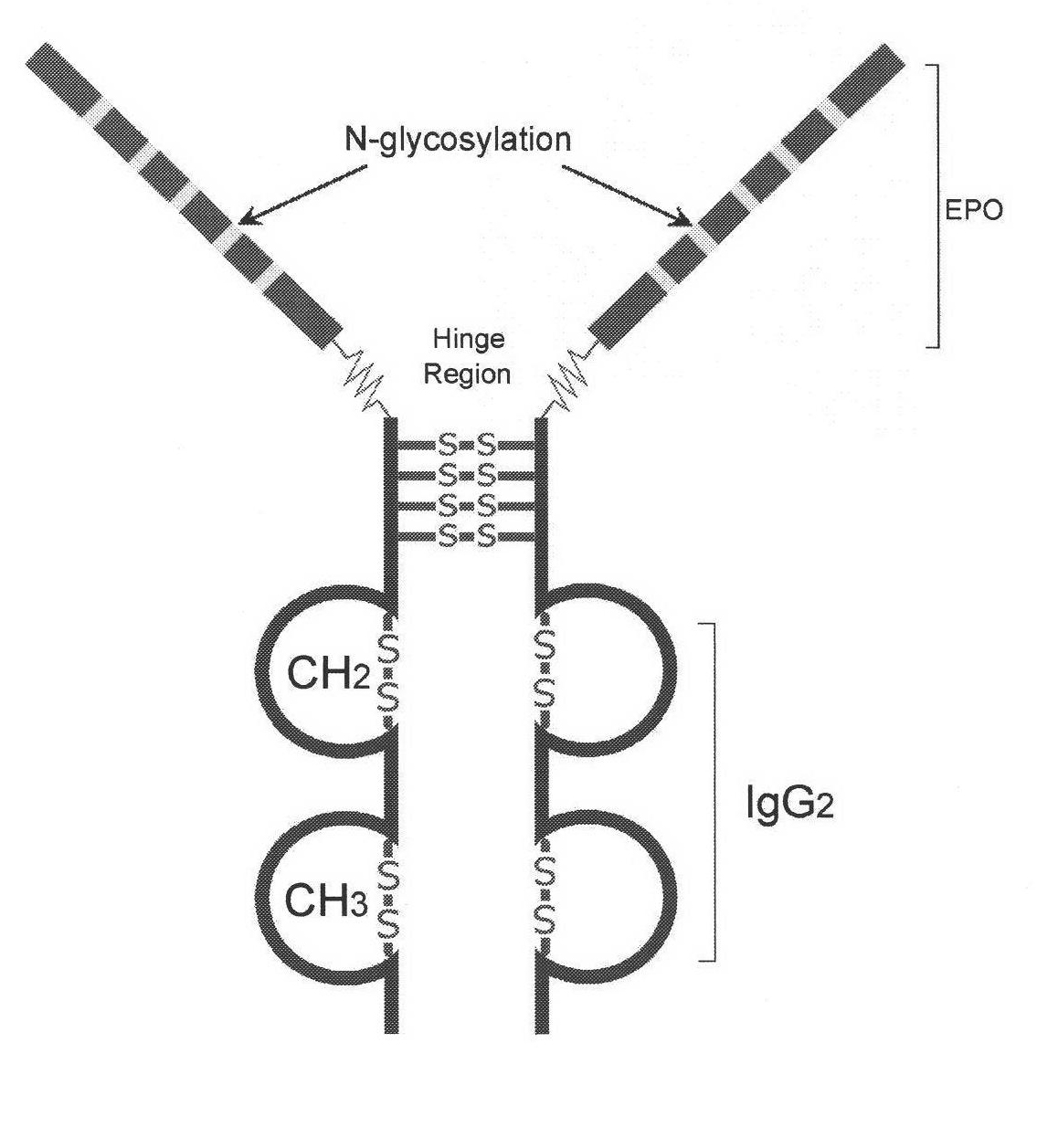 Novel high-glycosylation erythropoietin immune fusion protein