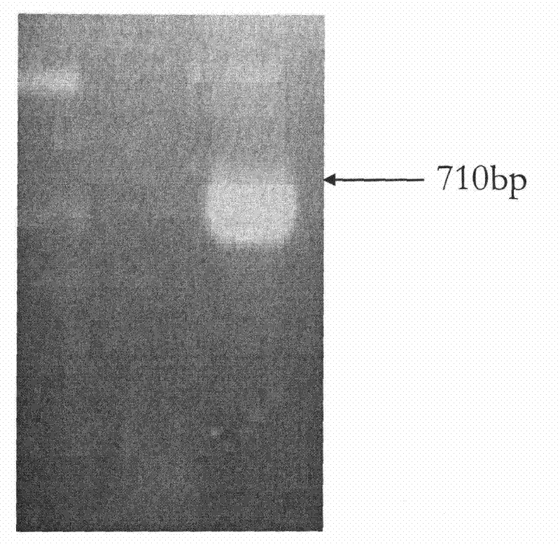 Transporter protein for regulating and controlling salt resistance and drought resistance of plant and encoding gene and application thereof