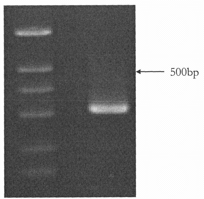 Transporter protein for regulating and controlling salt resistance and drought resistance of plant and encoding gene and application thereof