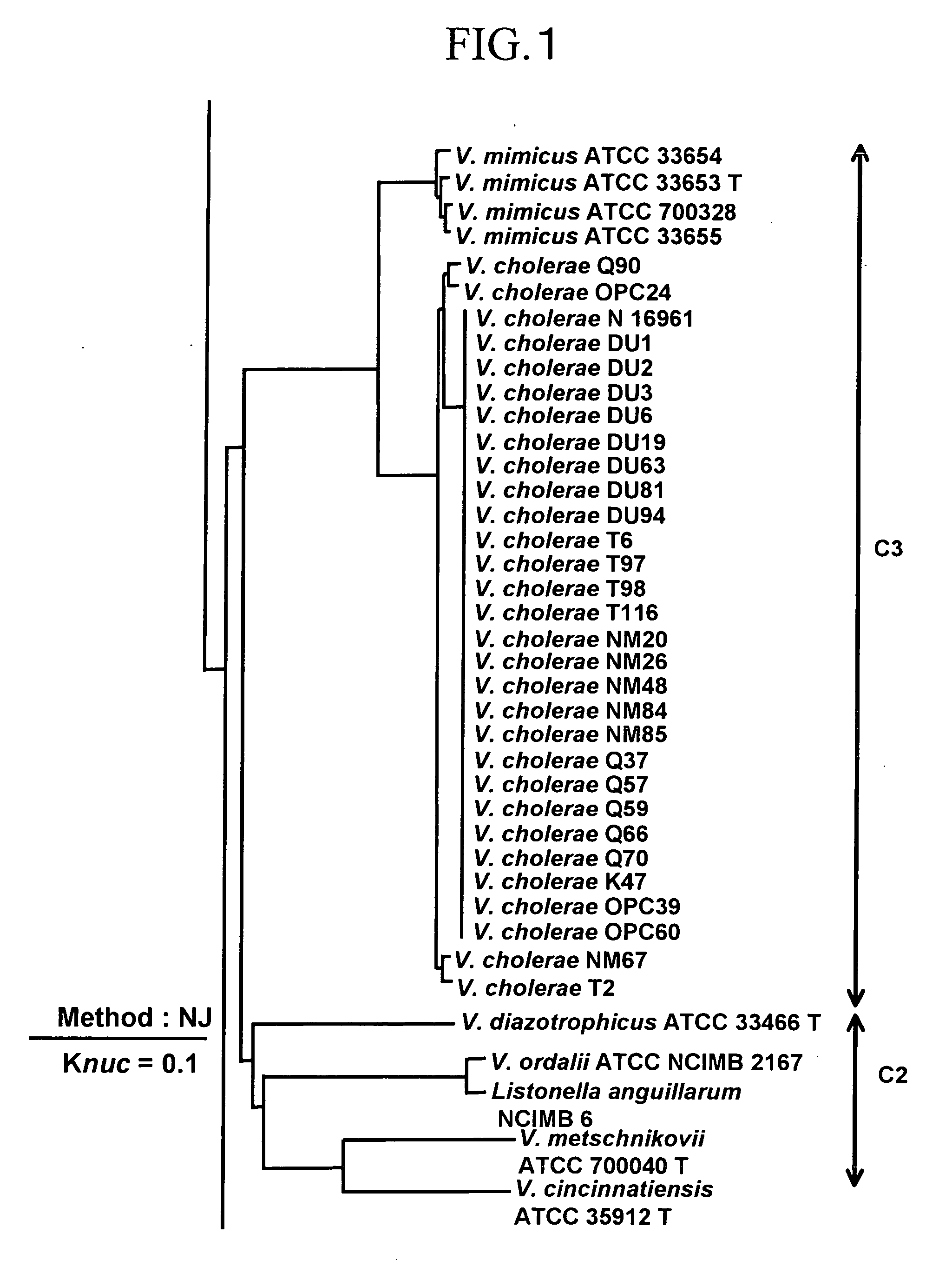 Primer and probe for detecting vibrio vulnificus and detection method using the same