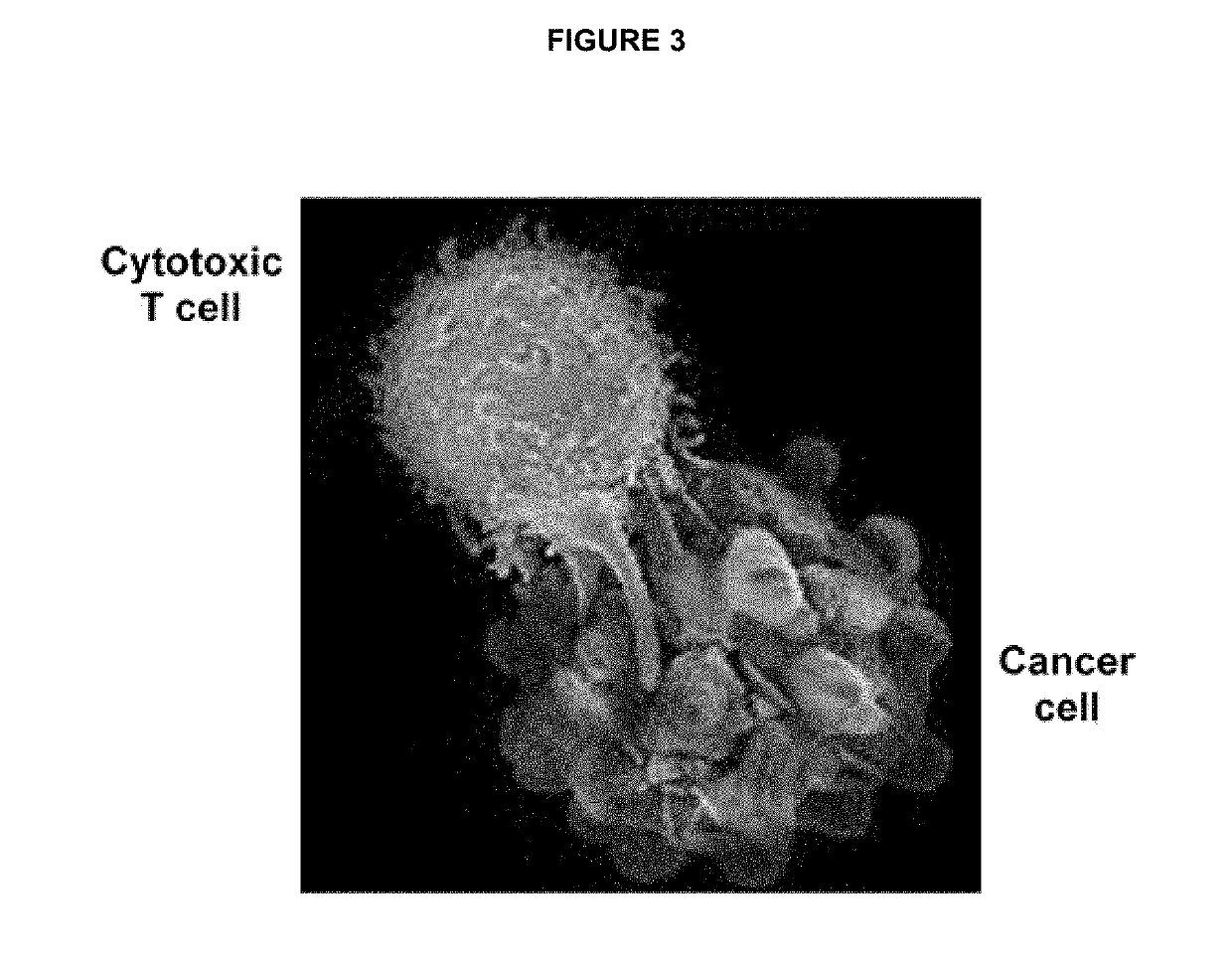 Ex vivo bite-activated t cells