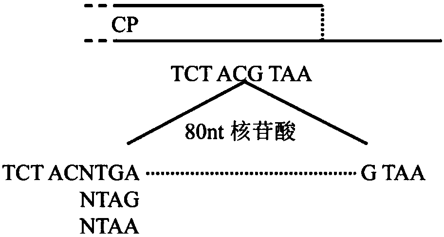 Turnip yellow mosaic virus (TYMV)-induced cruciferous endogenous gene silencing method and application thereof