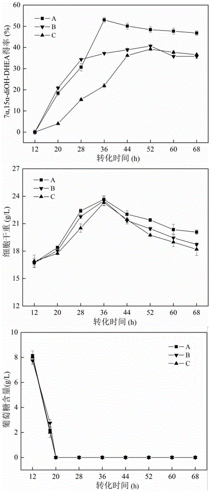 Method for enhancing microbial hydroxylated DHEA (dehydroepiandrosterone) conversion efficiency by promoting reducing force regeneration