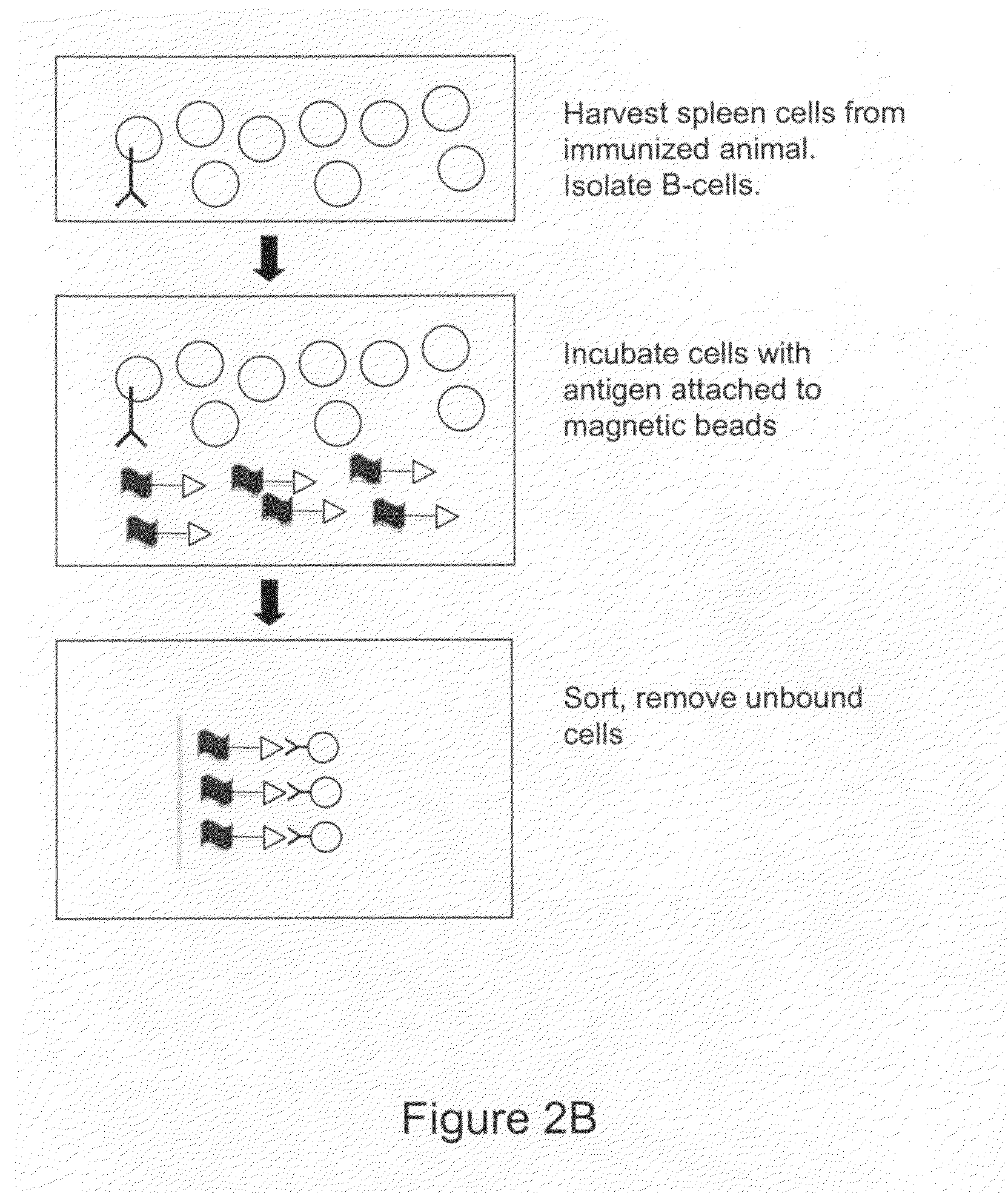 Devices and methods for immunoglobulin production