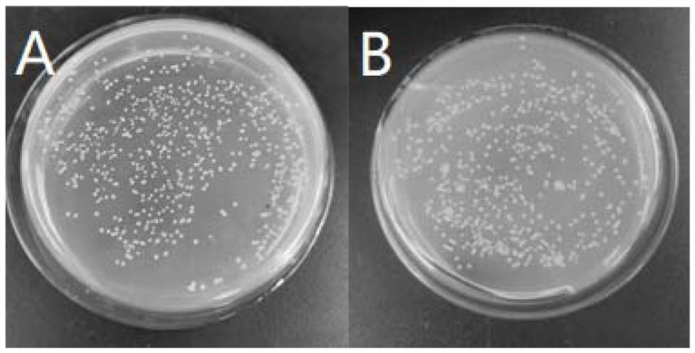 A kind of mud cockles hemoglobin alpha helix antimicrobial peptide and its application