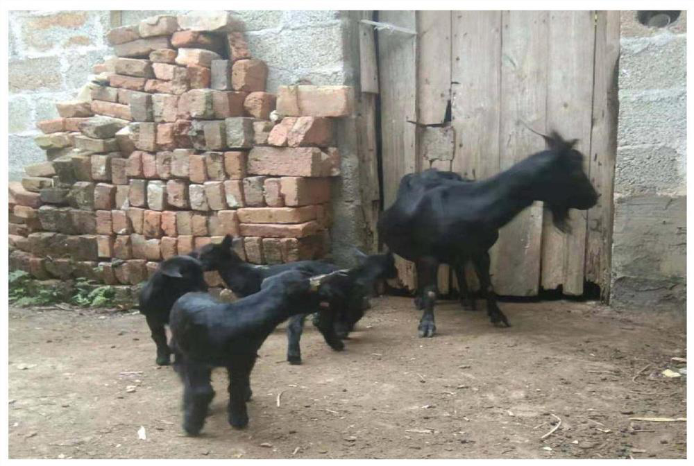 Method for improving reproductive performance of black goats
