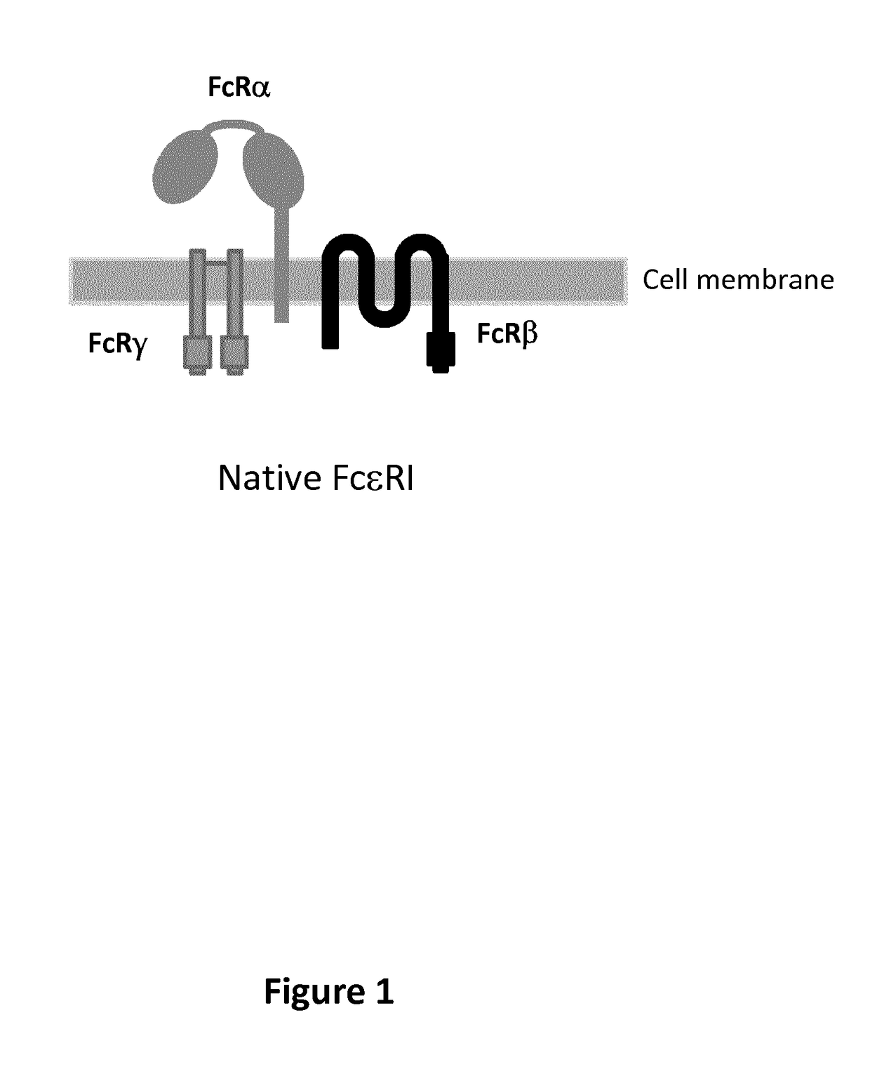 Cll1-specific multi-chain chimeric antigen receptor