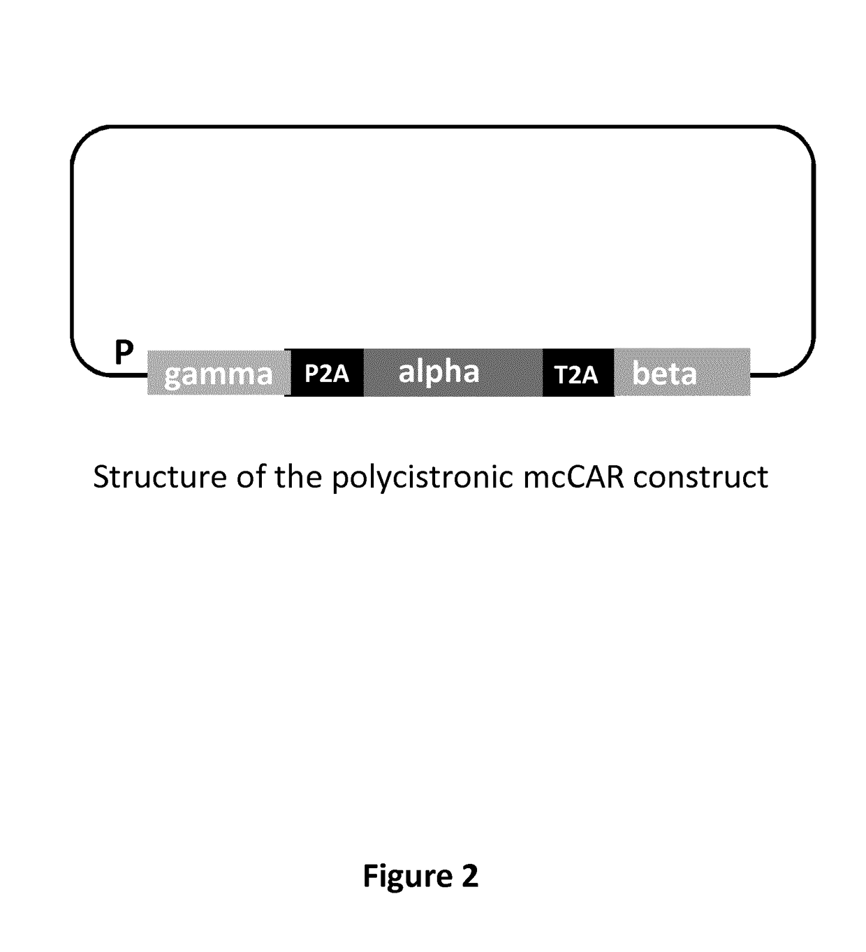 Cll1-specific multi-chain chimeric antigen receptor