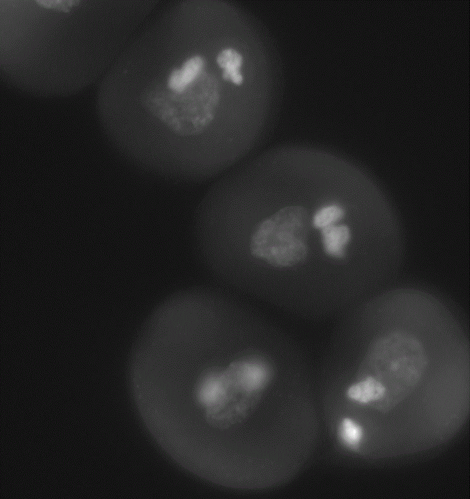 Method for fluorescent in situ hybridization of Chinese cabbage mature pollen cells