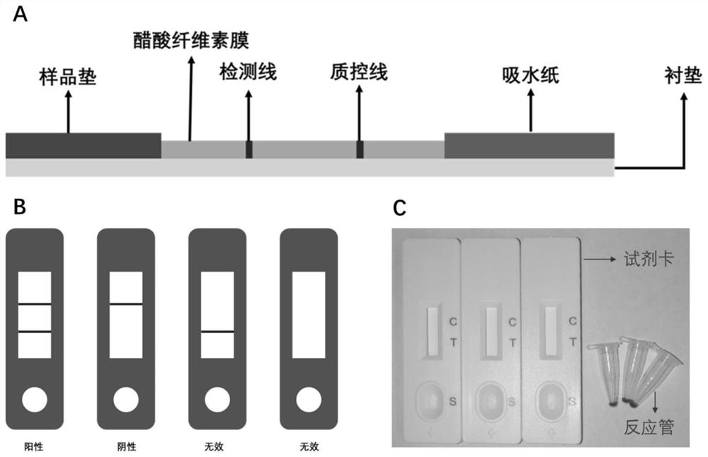 Humanized anti-mycobacterium tuberculosis complex LAM monoclonal antibody and preparation and application thereof