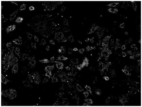 Astaxanthin and doxorubicin combined preparation and application thereof