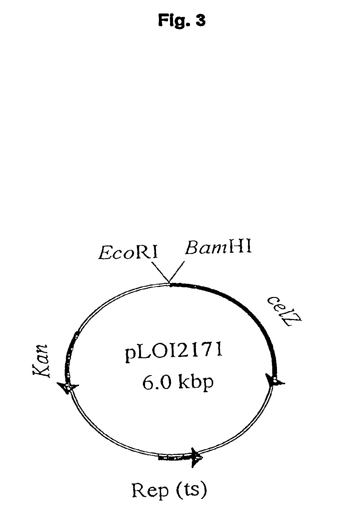 Methods and compositions for simultaneous saccharification and fermentation