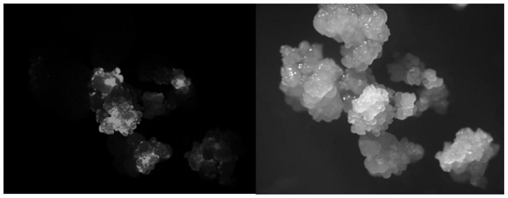 Obtaining embryogenic callus of millet for genetic transformation and method of genetic transformation