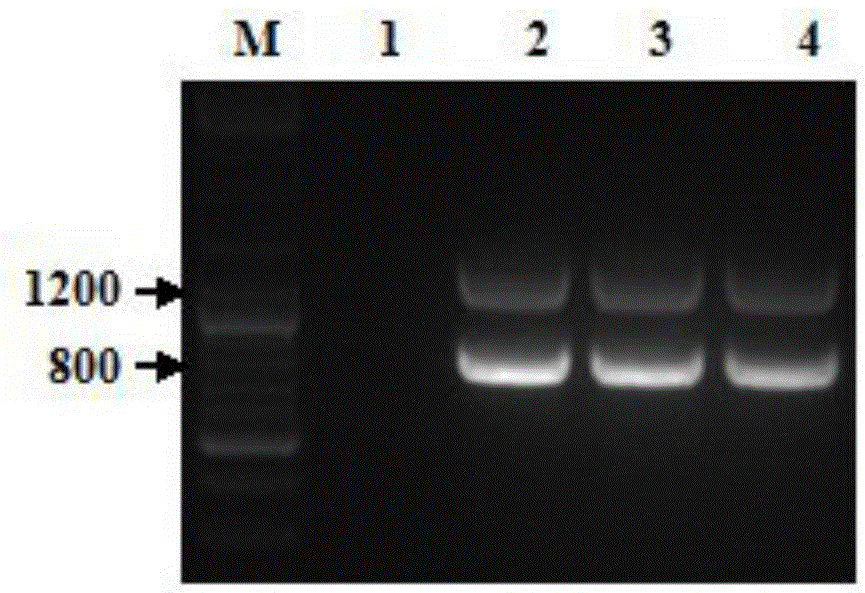 Recombinant strain for expressing heterogenous Omega-3 desaturase in mortierella alpina and construction method thereof