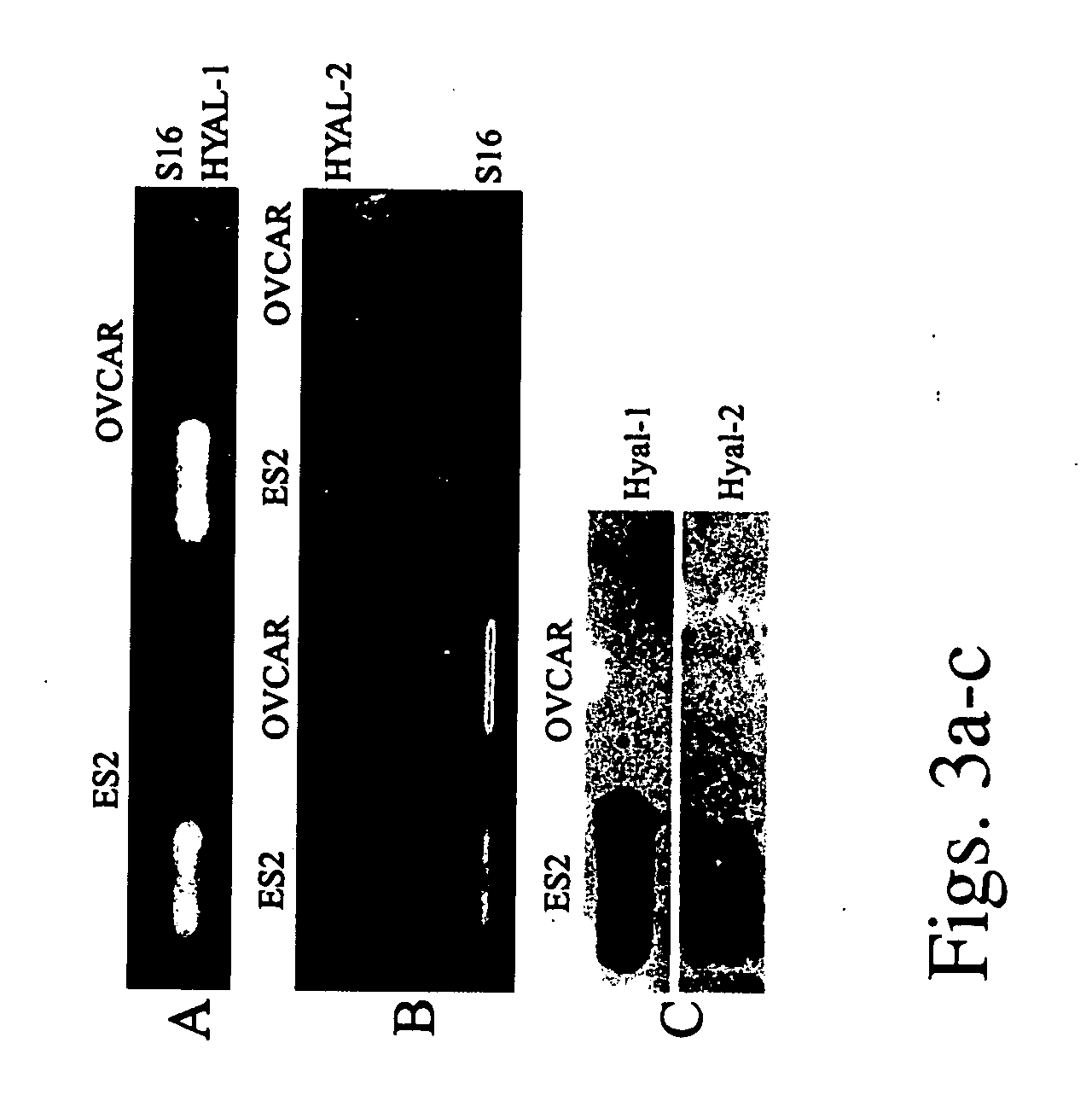 Compositions for detecting hyaluronidase activity in situ and methods of utilizing same