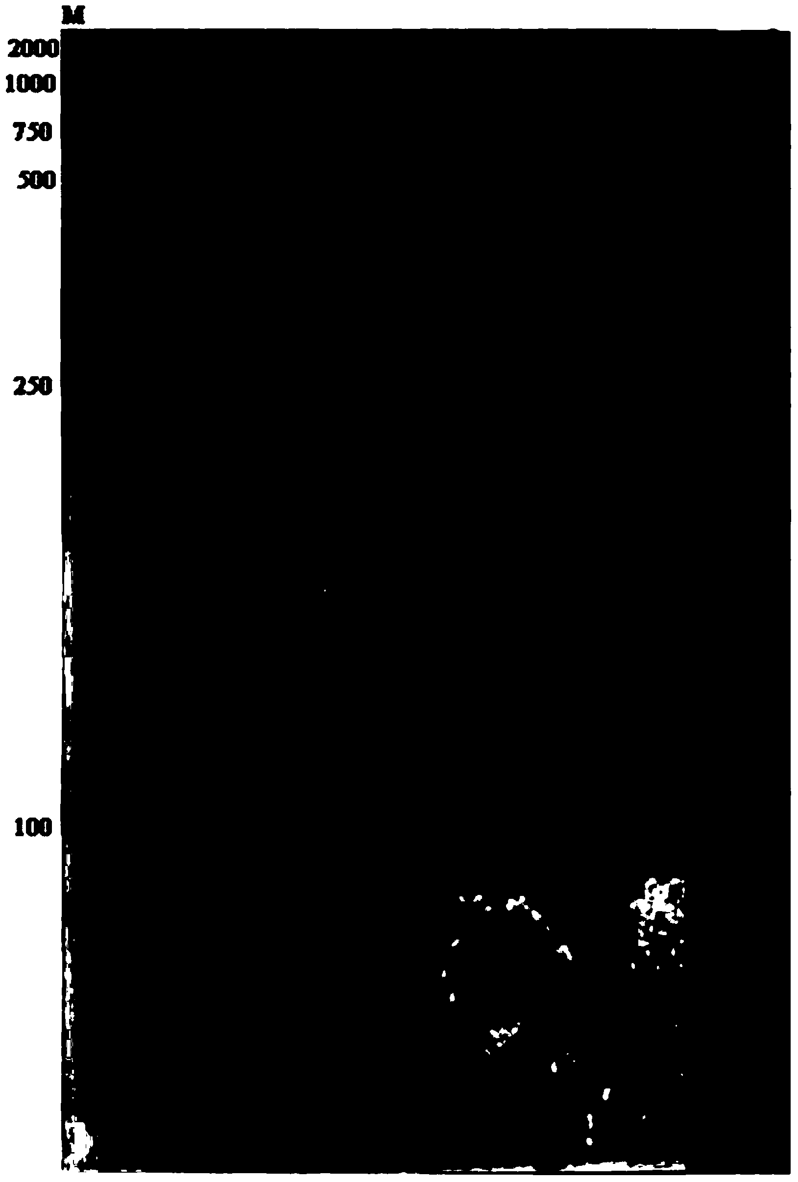 Establishment method and use of wild bluegrass AFLP fingerprint