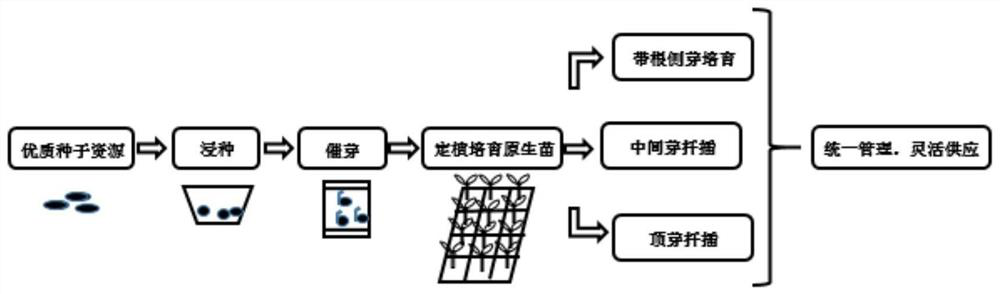 Rapid propagation method for high-quality solanum lycopersicum seedlings