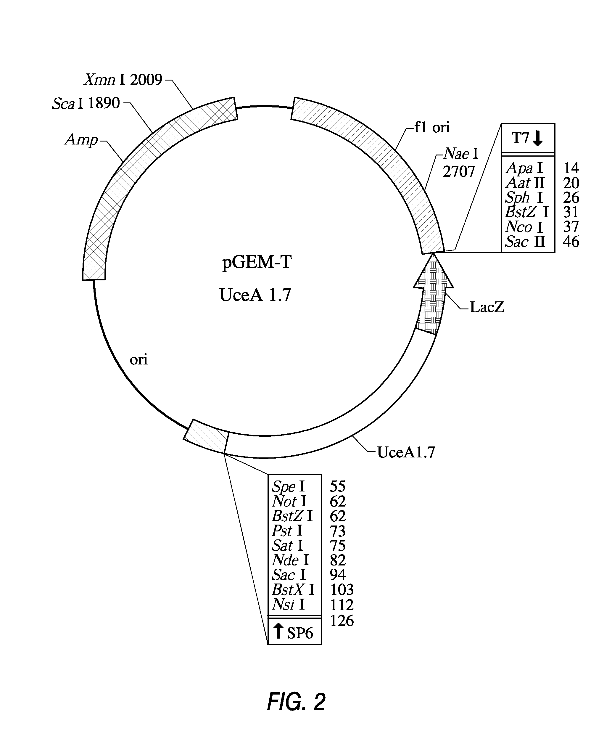 Compositions and methods for modifying gene expression using the promoter of ubiquitin conjugating protein coding gene of cotton plants