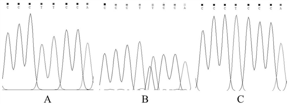A SNP molecular marker affecting weaning weight traits of Alpine Merino sheep and its application
