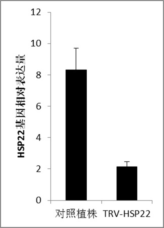 Tobacco heat shock protein hsp22 and its application