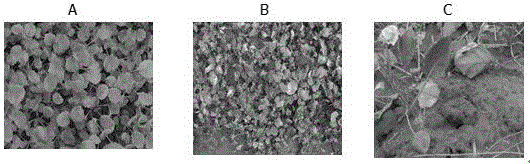 Method for obtaining brassica napus material suitable for high-density planting and mechanized harvesting