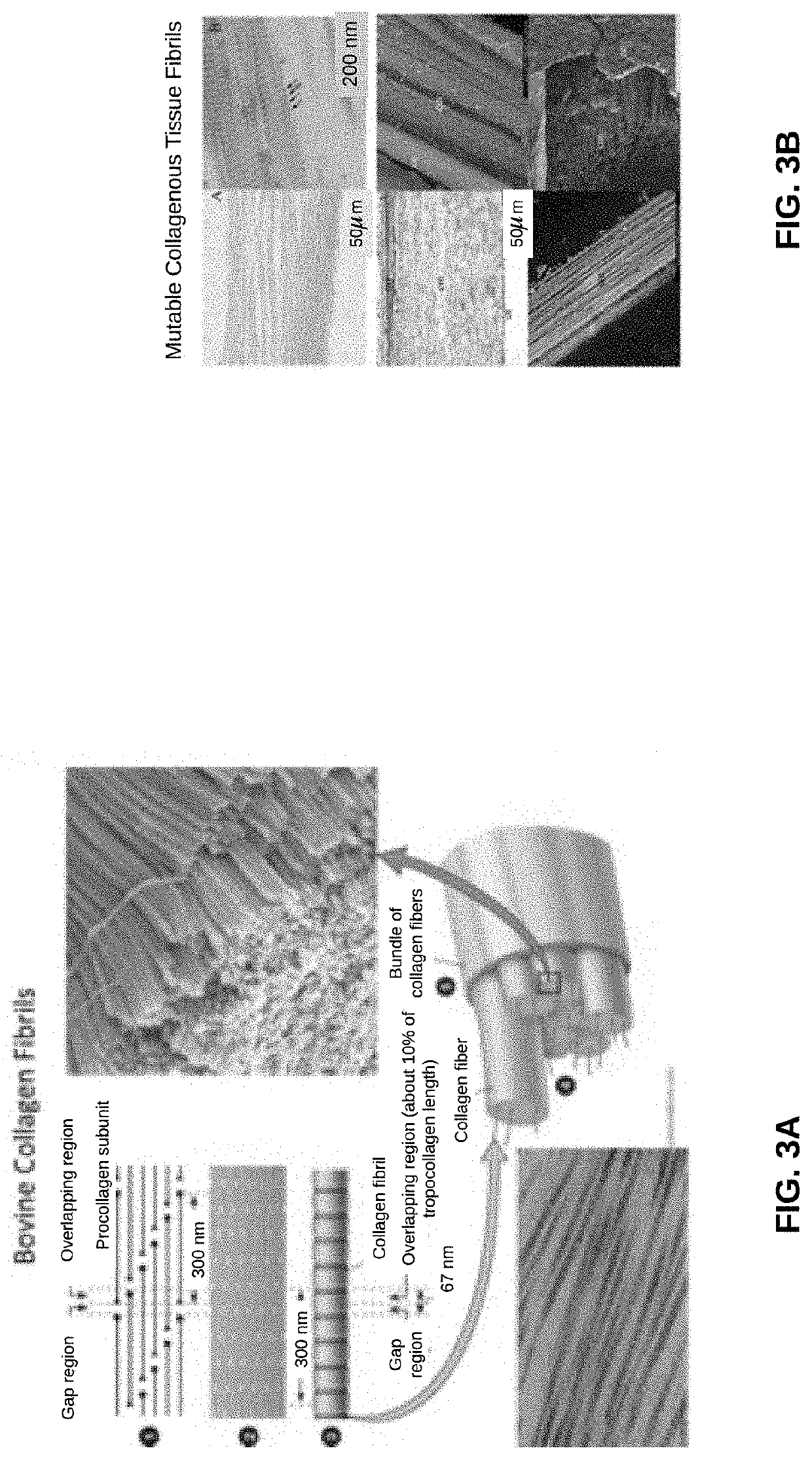 Biomaterial Devices and Topical Compositions for Guided Tissue Regeneration