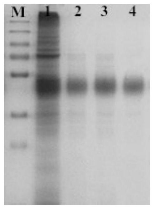 Recombinant porcine fsh-ctp fusion protein and its preparation method and application