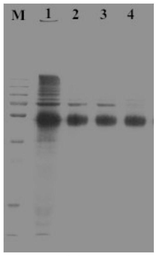 Recombinant porcine fsh-ctp fusion protein and its preparation method and application