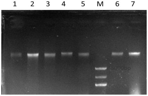 Reagent and method capable of simply and effectively extracting plant pathogenic fungus genomic DNA