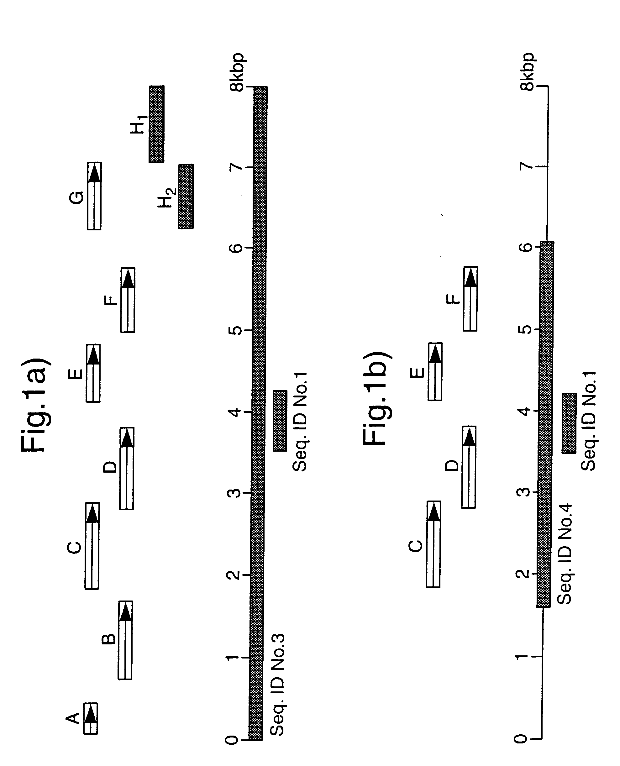 Novel polynucleotides and polypeptides in pathogenic mycobacteria and their use as diagnostics, vaccines and targets for chemotherapy