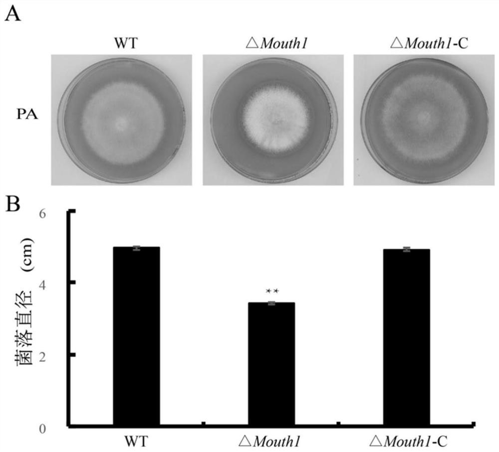 A pathogenic factor, gene and application related to mitophagy of rice blast fungus