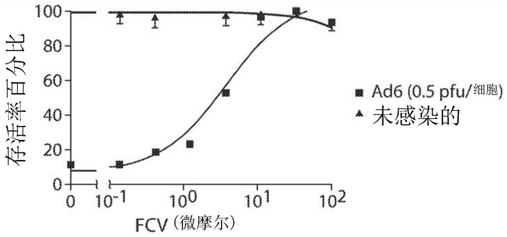 Inhibition of adenoviruses with felociclovir