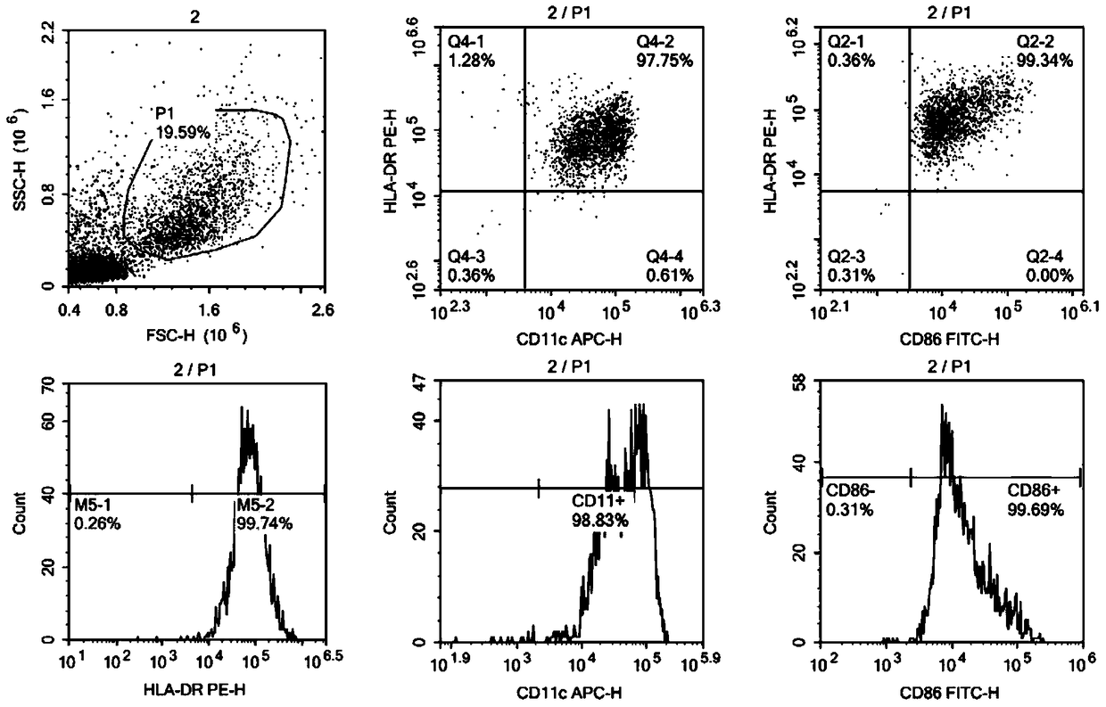 A tumor-specific target and its application in the preparation of cellular immunotherapy preparations