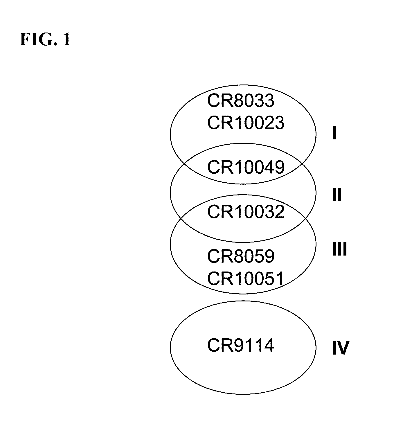 Human binding molecules capable of binding to and neutralizing influenza b viruses and uses thereof