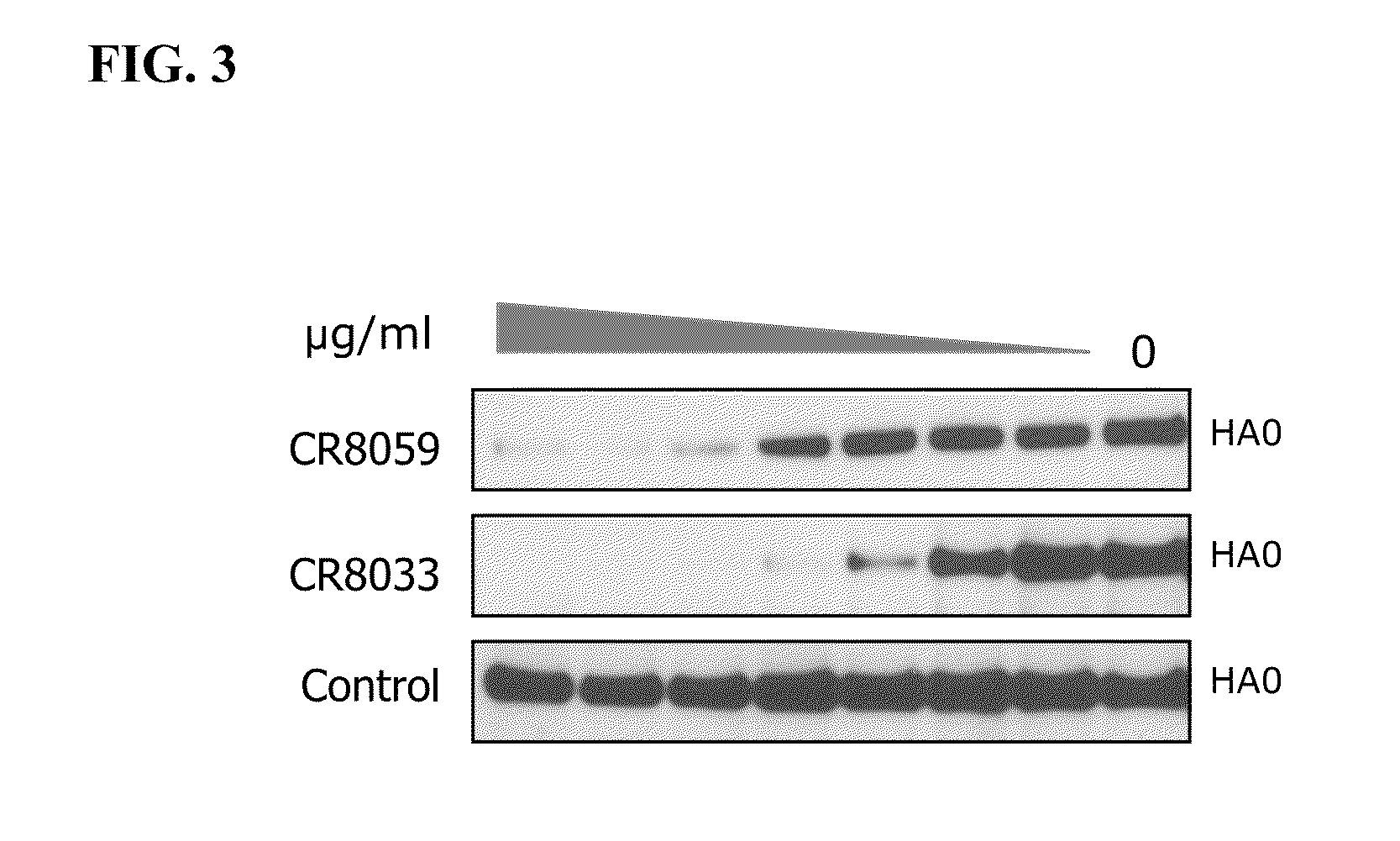 Human binding molecules capable of binding to and neutralizing influenza b viruses and uses thereof