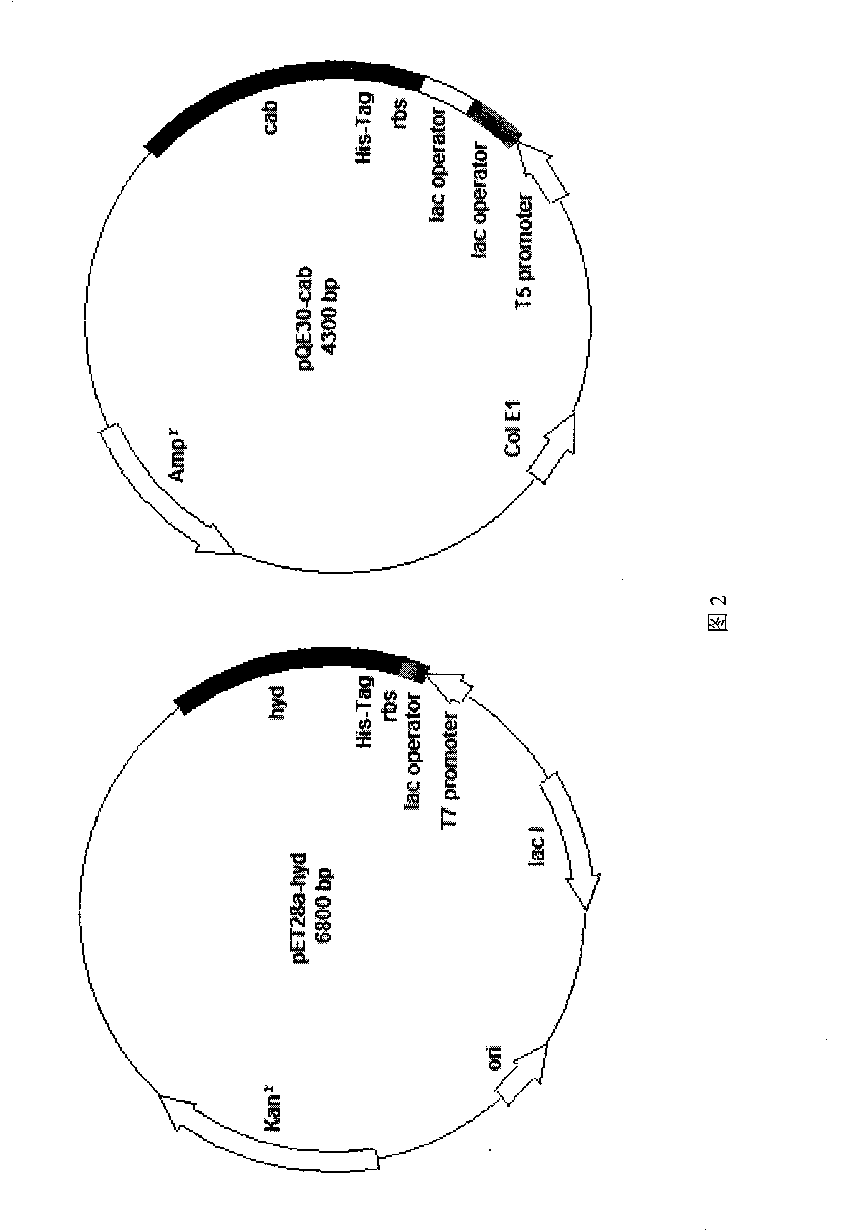 Engineering bacterium, construction thereof and method for preparing D-valine by using the same