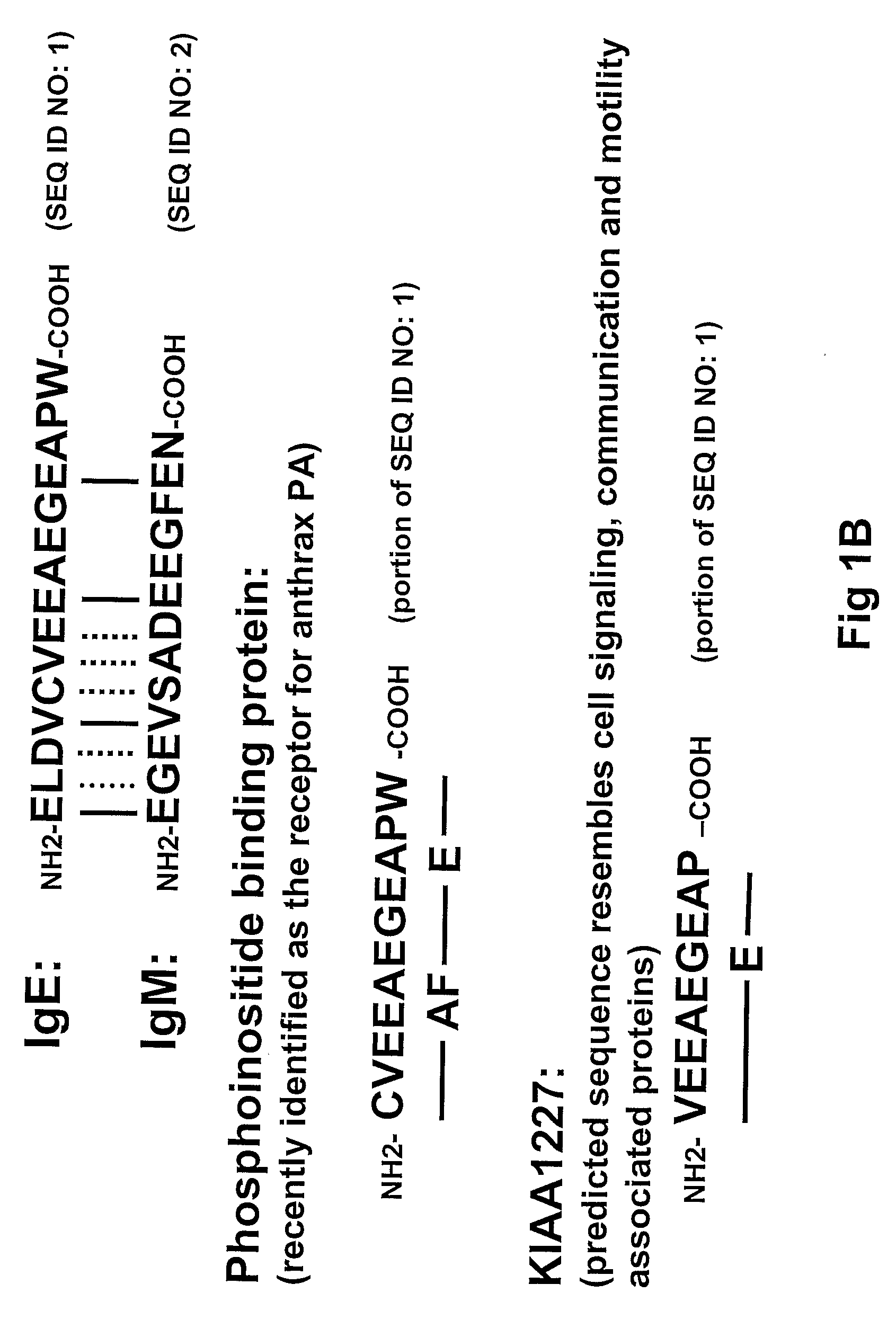 Method of Identifying Membrane Ig Specific Antibodies and Use Thereof for Targeting Immunoglobulin-Producing Precursor Cells