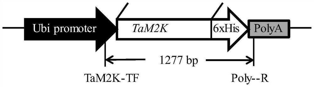 Breeding method of disease-resistant transgenic tam2k wheat and related biological materials