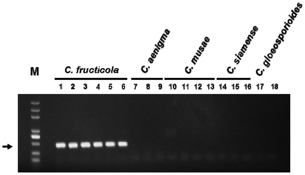 The Specific Gene Sequence of Fruit Anthracnose Bacteria and Its Application
