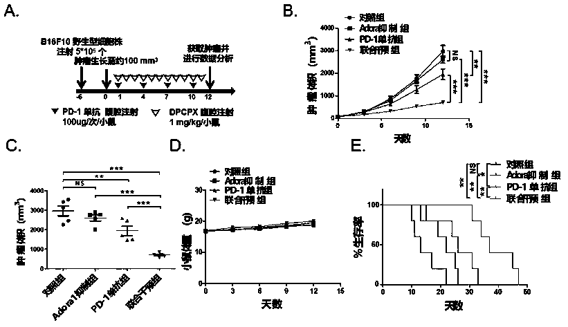 Application of ATF3 in preparation of PD-L1/PD-1 monoclonal antibody tumor immunotherapy drug