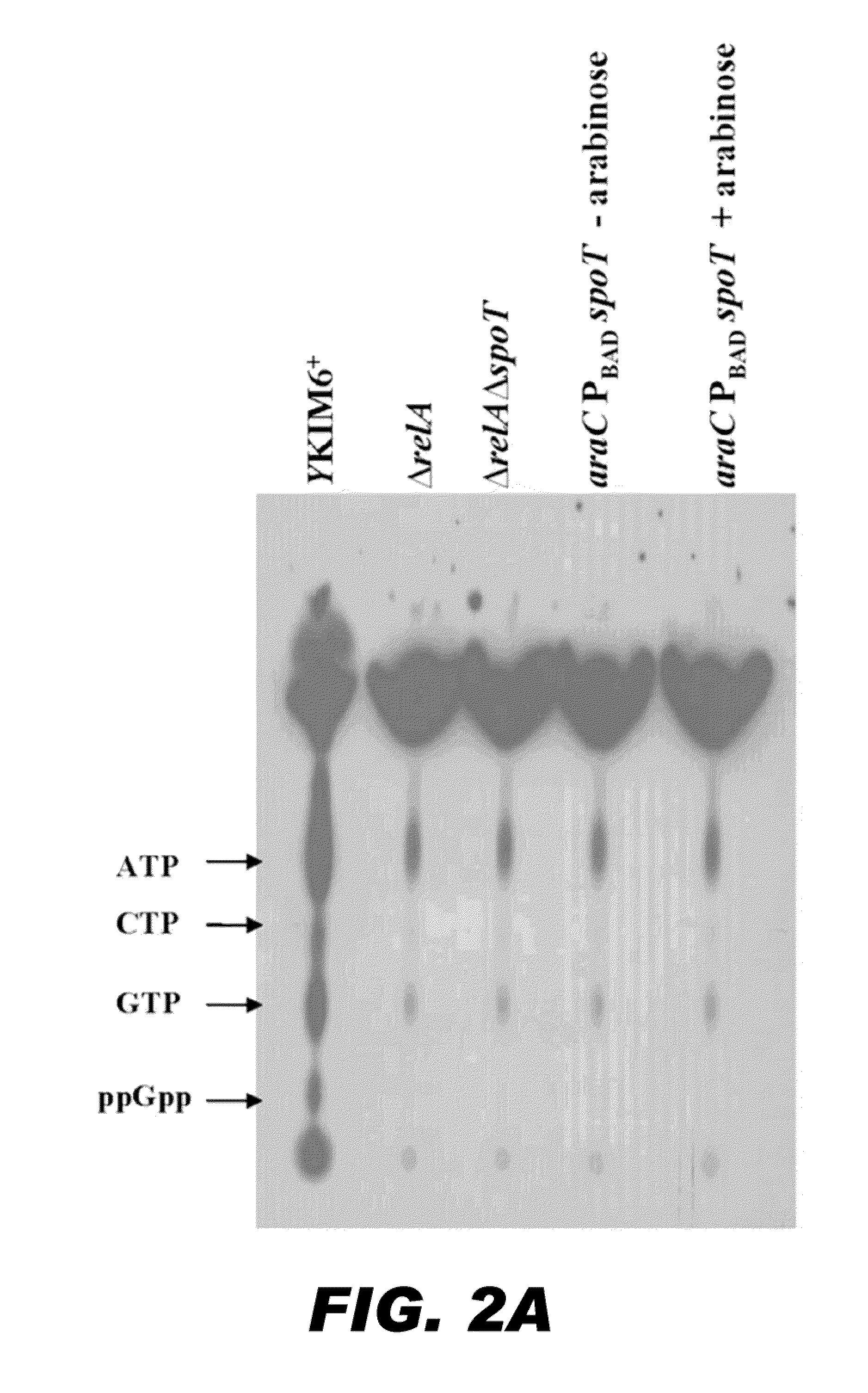 Yersinia pestis vaccine