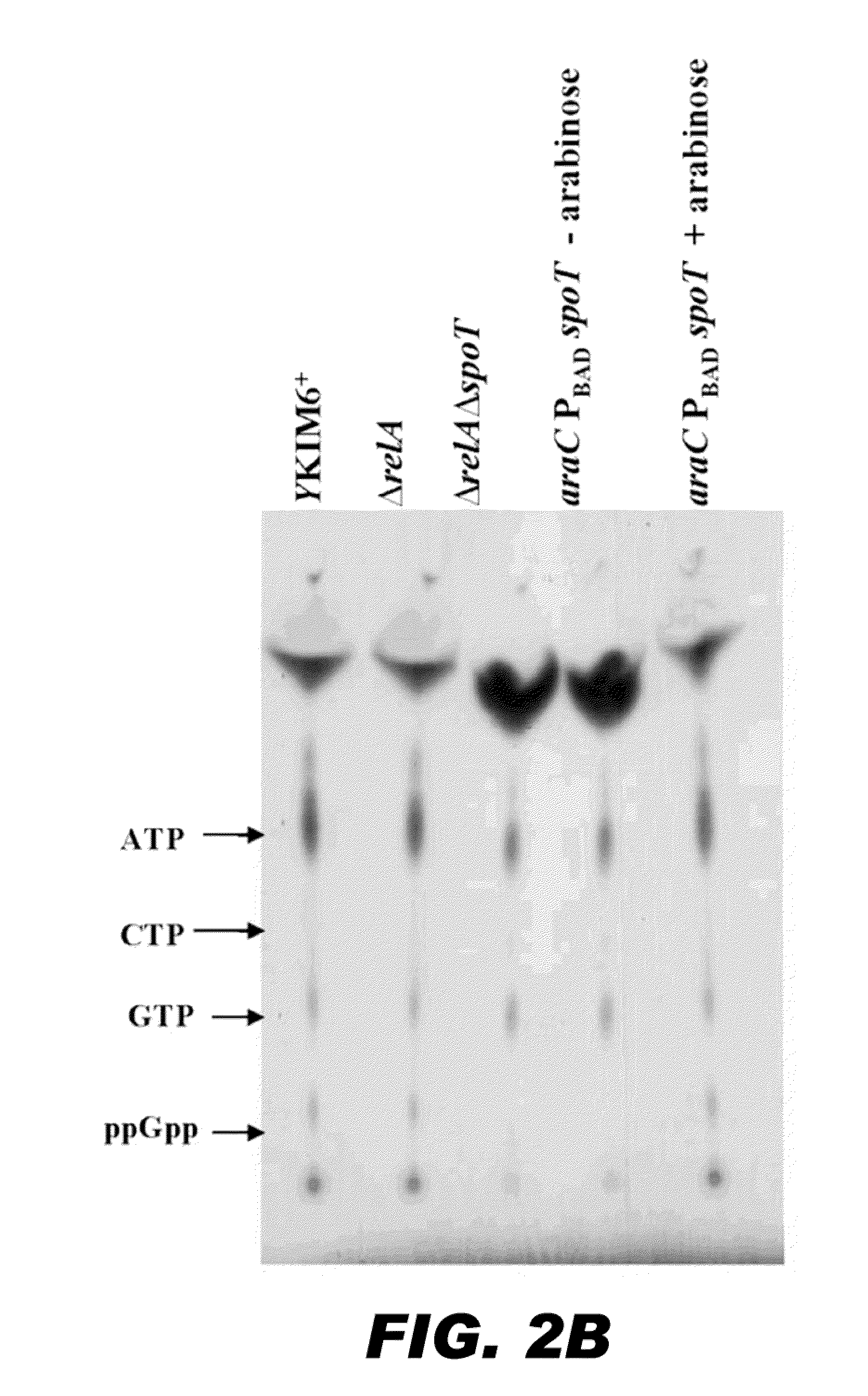 Yersinia pestis vaccine