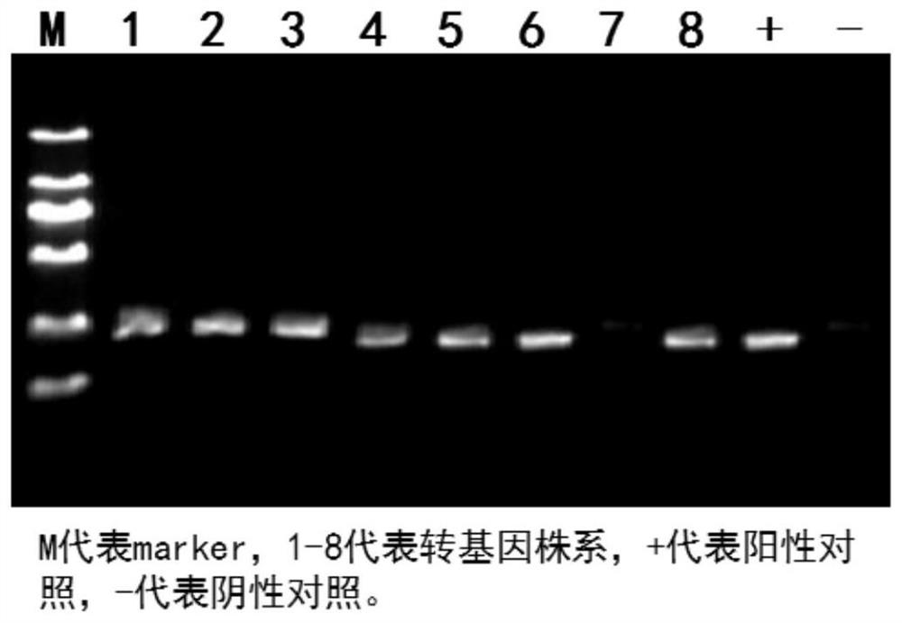 Two oligo DNA groups of sgRNA for fixedpoint knockout of rice OsPLS4 gene