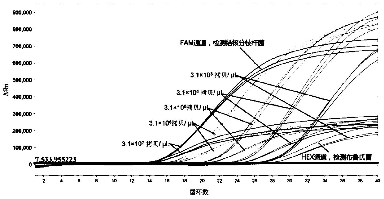 Composition and kit for detecting mycobacterium tuberculosis and/or brucella and application of composition