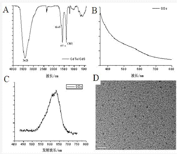 Nano-fluorescent probe with quantum dots and application of nano-fluorescent probe with quantum dots on tumor targeting detection