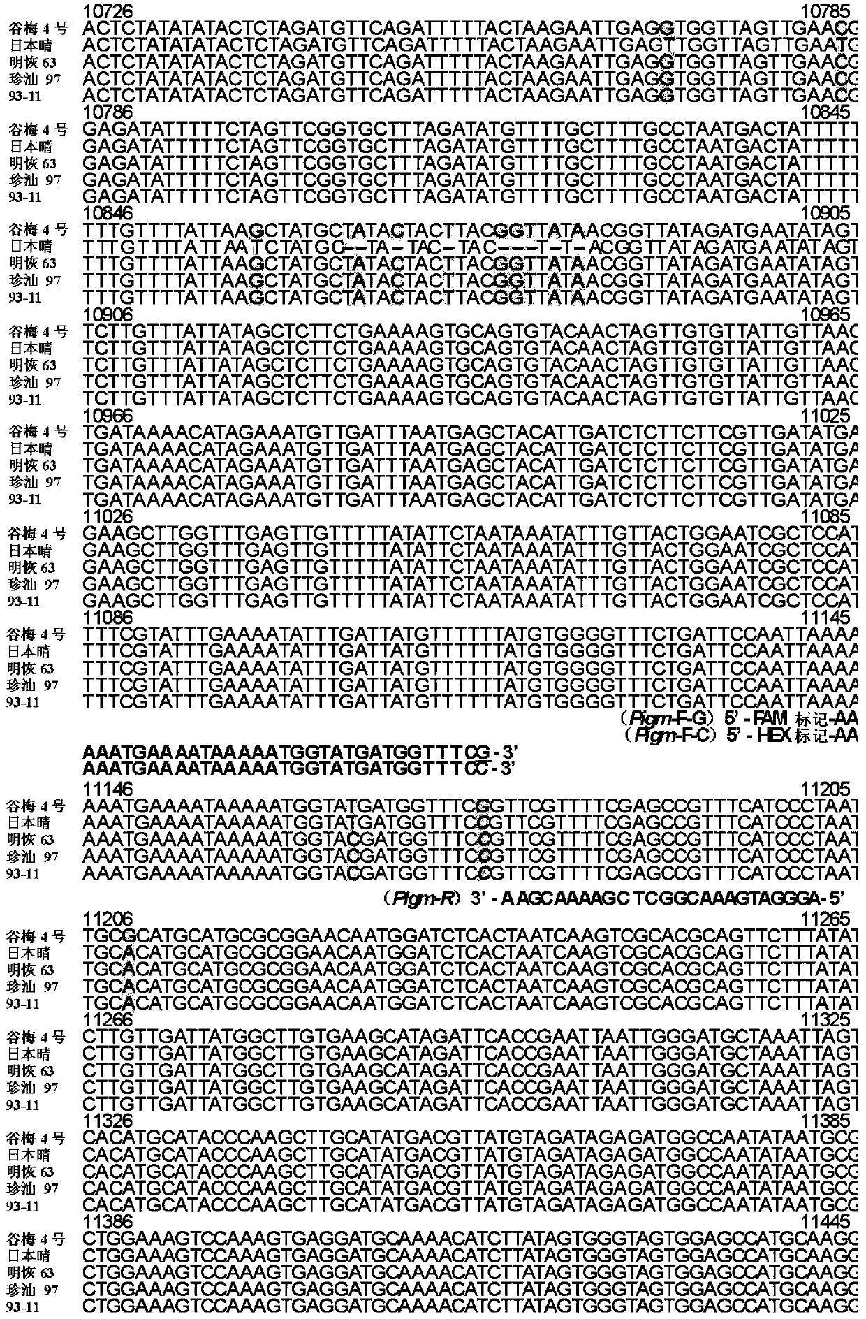 KASP molecular marker method for identifying rice blast resistance gene Pigm