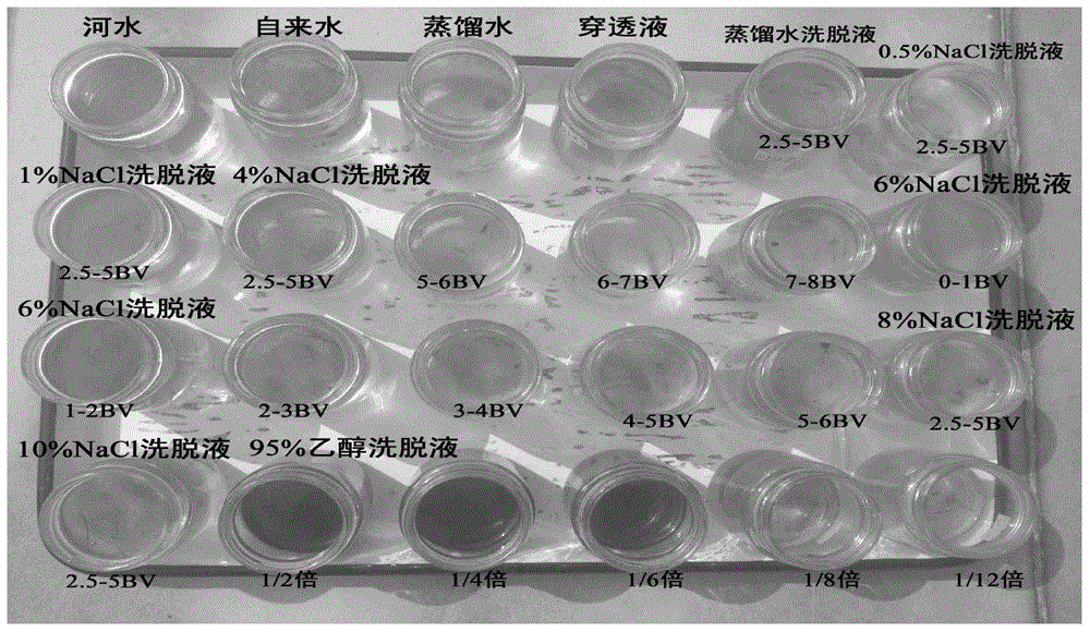 A kind of pine needle extract and application thereof