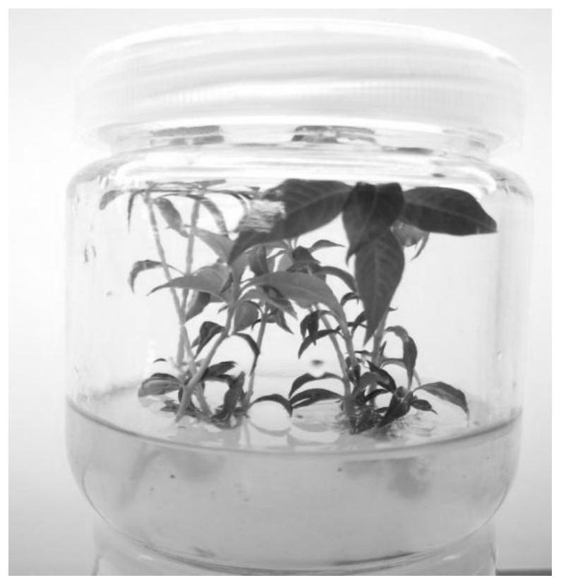 A method for tissue culture rapid propagation and in vitro preservation of chicken bone Changshan seedlings